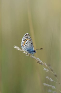 Polyommatus icarus, yaygın mavi kelebek, küçük kelebek mavi ve gri, doğada turuncu ve siyah noktalar var..