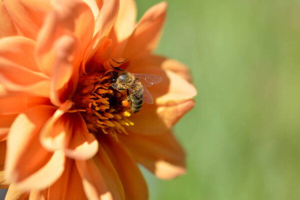 Bee pollinating a orange dahlia flower, bee inside a big orange flower, macro close up.