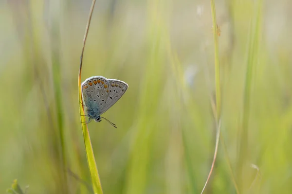 Polyommatus Icarus Mariposa Azul Común Pequeña Mariposa Azul Gris Con — Foto de Stock