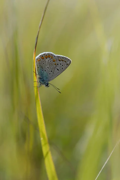 Polyommatus Icarus Yaygın Mavi Kelebek Küçük Kelebek Mavi Gri Doğada — Stok fotoğraf