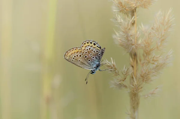 Srebrno Kolczasty Niebieski Mały Motyl Roślinie Brązowy Motyl Niebieskim Korpusem — Zdjęcie stockowe