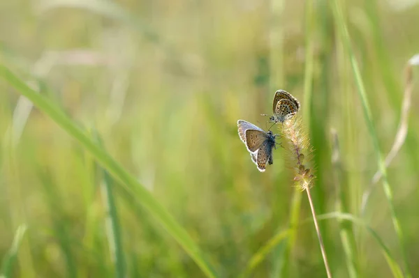 Polyommatus Icarus Borboleta Azul Comum Duas Pequenas Borboletas Azul Cinza — Fotografia de Stock