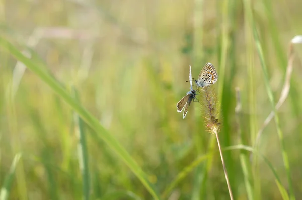 Polyommatus Icarus Κοινή Μπλε Πεταλούδα Δύο Μικρές Πεταλούδες Μπλε Και — Φωτογραφία Αρχείου