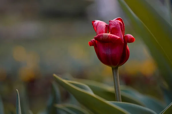 Vieille Tulipe Rouge Dans Jardin Fleur Tulipe Rouge Gros Plan — Photo