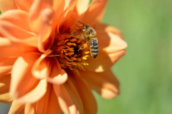 Bijen Bestuiven Een Oranje Dahlia Bloem Bij Een Grote Oranje — Stockfoto