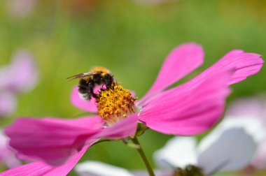 Pembe bir bahçedeki yabanarısı kozmos çiçeği, Meksika turtası, bahçede döllenen arı, büyük pembe yapraklar, makro kaplama..