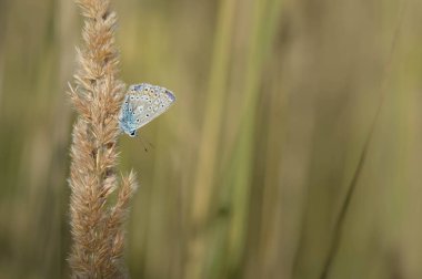 Polyommatus icarus, yaygın mavi kelebek, küçük kelebek mavi ve gri, doğada turuncu ve siyah noktalar var..