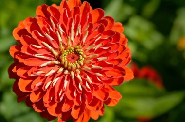 Kırmızı zinya çiçeği yakından, kırmızı yapraklar makro detaylar, yeşil arkaplan