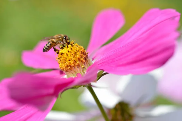 Bijen Een Roze Tuin Kosmos Bloem Mexicaanse Aster Bij Bestuiven — Stockfoto