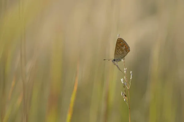 Polyommatus icarus, common blue butterfly, small butterfly blue and grey, with orange and black spots in nature on a plant close up.