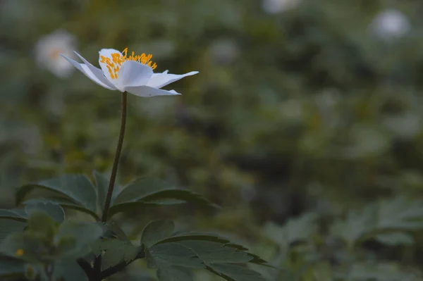 银莲花 银莲花 银莲花 普通的白色早熟野花 在自然界中 在森林里 — 图库照片