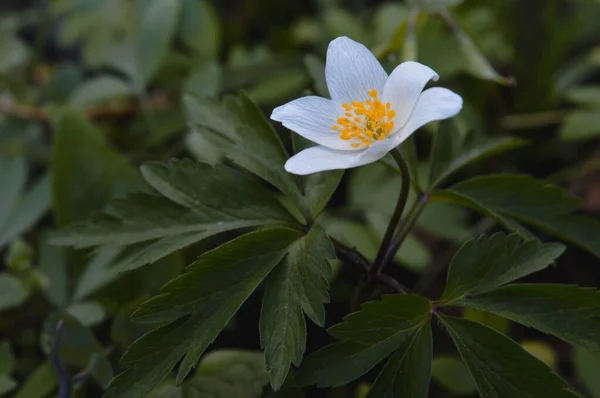 Anemonoides Nemorosa 木のアネモネ 一般的な白い早い野生の花 自然の中で 森の中で — ストック写真