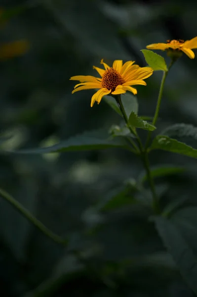 Occhio Bue Liscio Falso Girasole Fioriera Gialla Giardino Sfondo Naturale — Foto Stock