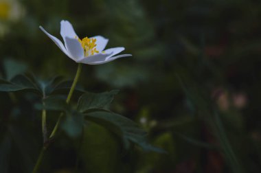 Anemonoides nemorosa, ahşap şakayık, sık rastlanan bir çiçek, doğada, ormanda..