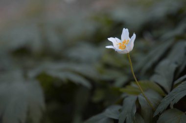 Anemonoides nemorosa, ahşap şakayık, sık rastlanan bir çiçek, doğada, ormanda..