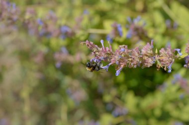 Mor bir kır çiçeğinin üzerindeki yaban arısı, mor bir çiçeği besliyor, tozluyor, arı yiyor.