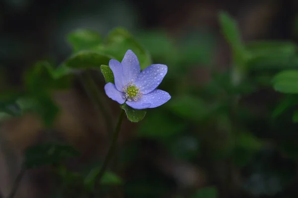 Anémona Hepática Pequeña Flor Silvestre Azul Púrpura Principios Primavera Naturaleza — Foto de Stock