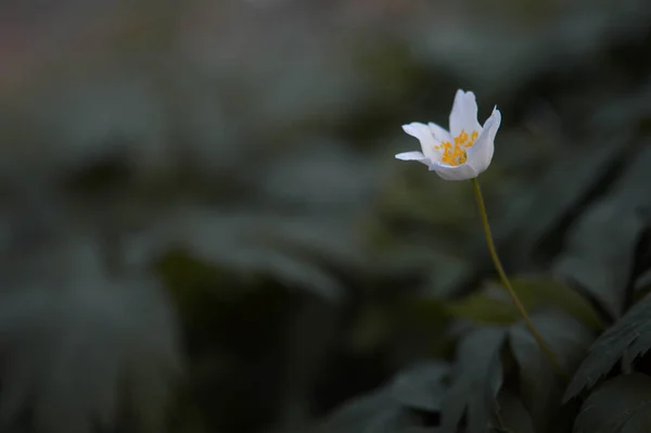 银莲花 银莲花 银莲花 普通的白色早熟野花 在自然界中 在森林里 — 图库照片