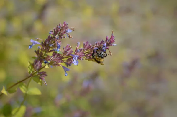 Bumblebee Uma Flor Silvestre Roxa Natureza Alimentando Polinizando Uma Flor — Fotografia de Stock