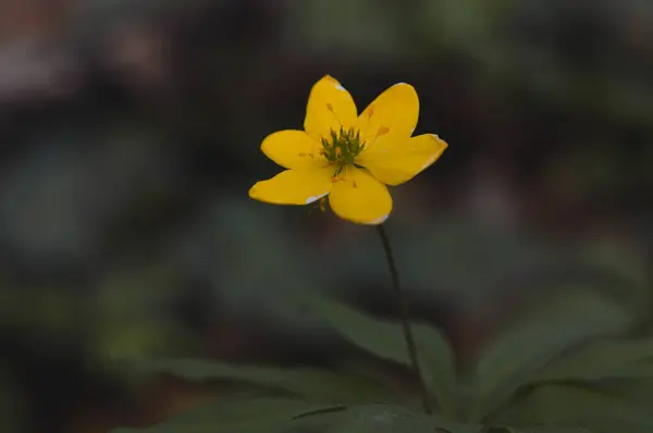 Geel Hout Anemoon Bloem Het Wild Macro Kleine Wilde Bloem — Stockfoto