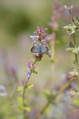 Polyommatus icarus, yaygın mavi kelebek, küçük kelebek mavi ve gri, doğada turuncu ve siyah noktalar, mor bir kır çiçeğine yakın, pastel fotoğraf.