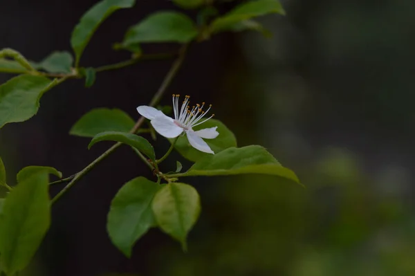 White Spring Tree Bloom Spring Here — Stock Photo, Image