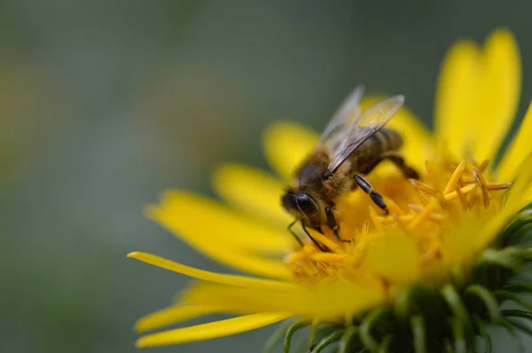 Abeille Sur Une Fleur Jaune Gros Plan Fleur Épineuse Abeille — Photo