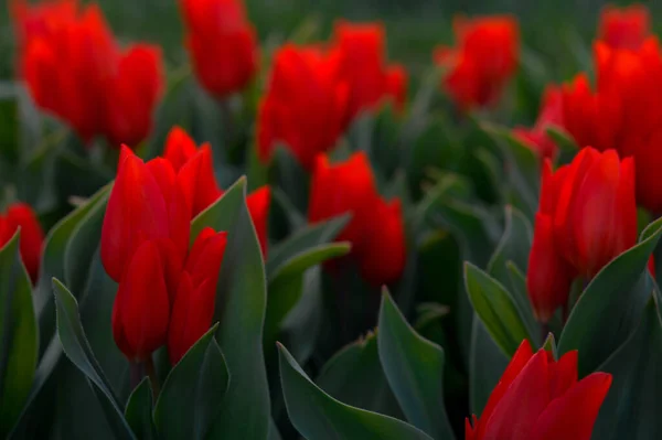 Champ Belles Tulipes Rouges Fleurs Tulipes Rouges Dans Jardin — Photo