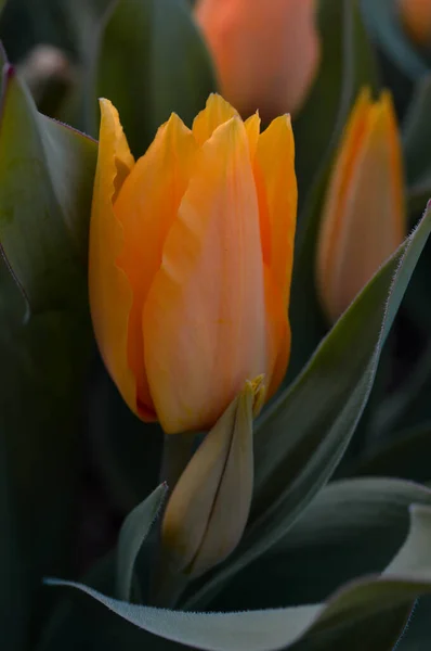 Tulipes Orange Gros Plan Bouton Tulipe Champ Tulipes — Photo