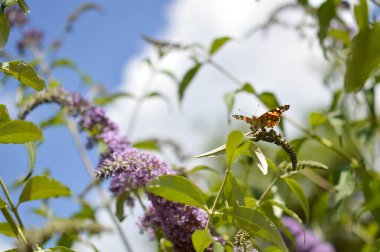 Kızıl Amiralin doğasında bir çiçek, doğal arka plan, parlak doğa fotoğrafı.