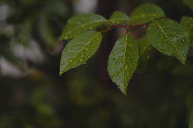 Su damlaları ile güzel yeşil yaprak dokusu, yakın çekim. Seçici odaklanma. Yağmurdan sonra koyu yapraklar, yağmurlu hava.