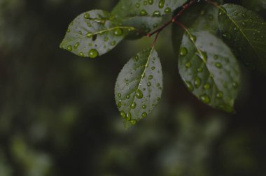 Su damlaları ile güzel yeşil yaprak dokusu, yakın çekim. Seçici odaklanma. Yağmurdan sonra koyu yapraklar, yağmurlu hava.