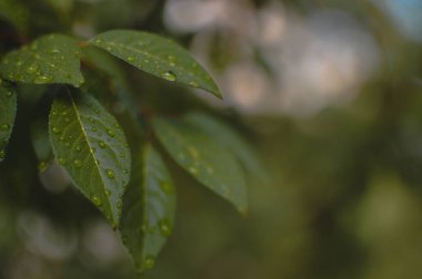 Su damlaları ile güzel yeşil yaprak dokusu, yakın çekim. Seçici odaklanma. Yağmurdan sonra koyu yapraklar, yağmurlu hava.