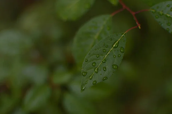 Hermosa Textura Hoja Verde Con Gotas Agua Cerca Enfoque Selectivo — Foto de Stock