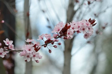 Pembe ağaç çiçeği doğa fotoğrafı, pastel pembe yapraklar, doğal arka plan, bahar zamanı..