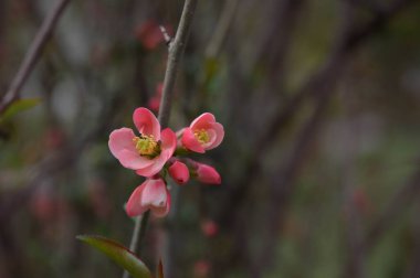 Pembe ağaç çiçeği doğa fotoğrafı, pastel pembe yapraklar, doğal arka plan, bahar zamanı..