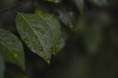 Su damlaları ile güzel yeşil yaprak dokusu, yakın çekim. Seçici odaklanma. Yağmurdan sonra koyu yapraklar, yağmurlu hava.