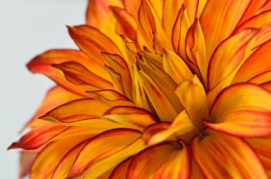 Kırmızı ve sarı portakal çiçekleri. Kapatın yaprakları, beyaz arkaplanı.