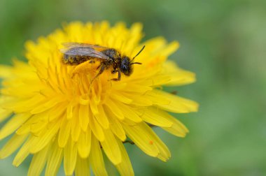 Arı karahindibanın içinde uyuyor, ilkbahar havası erken, arı yakından, böcek makrosu, sarı kır çiçeği