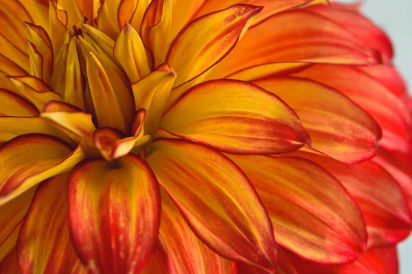 Fleur Dahlia Rouge Jaune Orange Pétales Rapprochés Fond Blanc — Photo