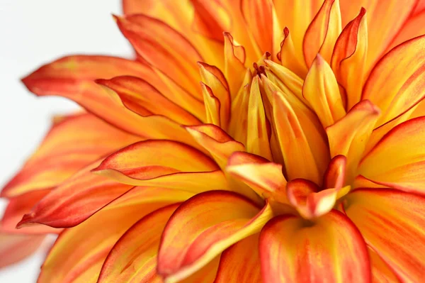 Fleur Dahlia Rouge Jaune Orange Pétales Rapprochés Fond Blanc — Photo