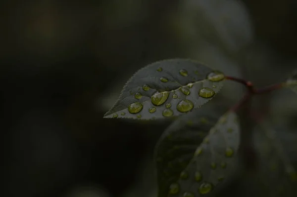 Piękny Zielony Liść Tekstury Kroplami Wody Zbliżenie Wybiórcze Skupienie Ciemne — Zdjęcie stockowe