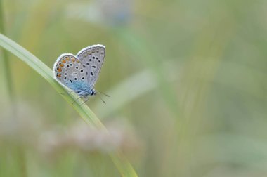 Polyommatus icarus, yaygın mavi kelebek, küçük kelebek mavi ve gri, doğada turuncu ve siyah noktalar var..