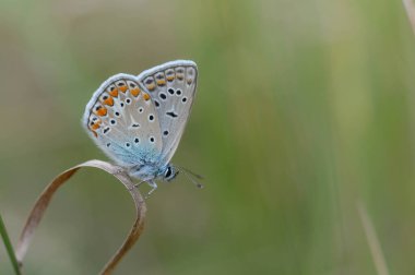 Polyommatus icarus, yaygın mavi kelebek, küçük kelebek mavi ve gri, doğada turuncu ve siyah noktalar var..