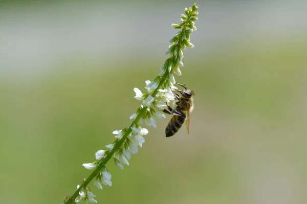 Пчела Белом Медовом Цветке Пчела Собирает Нектар Макро Закрывается Белый — стоковое фото