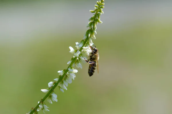 Abelha Uma Flor Cobertura Mel Branco Néctar Coleta Abelhas Macro — Fotografia de Stock