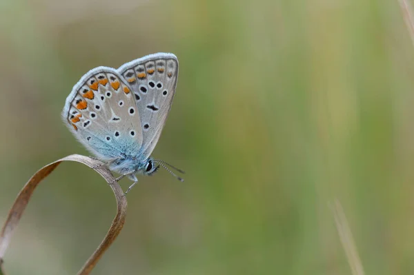 Polyommatus Icarus Common Blue Butterfly Small Butterfly Blue Grey Orange — Stock Photo, Image