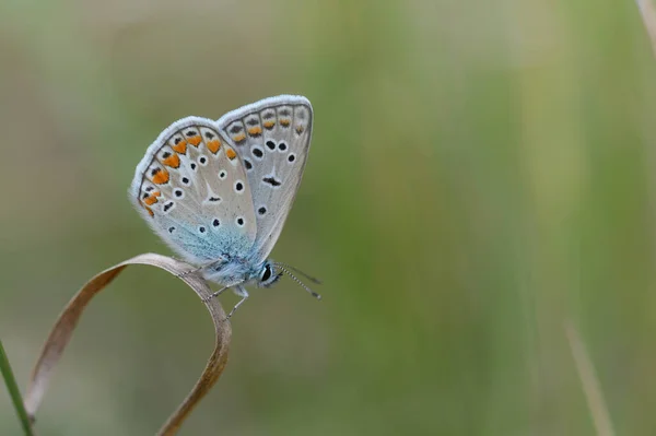 Polyommatus Icarus Mariposa Azul Común Pequeña Mariposa Azul Gris Con — Foto de Stock