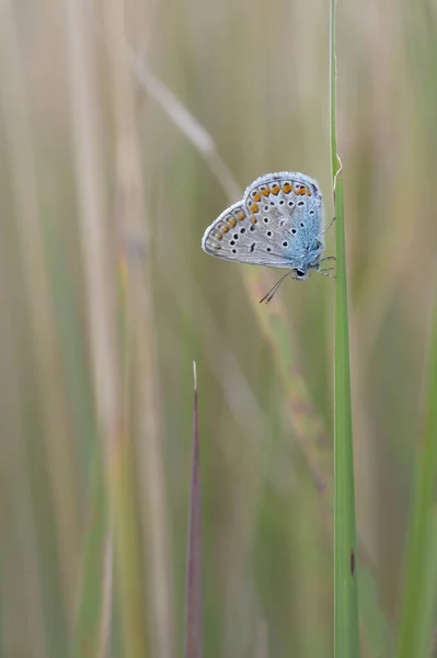 마쿠스 Polyommatus Icarus 수있는 파랑과 가까이에 자연의 오렌지와 점들이 — 스톡 사진