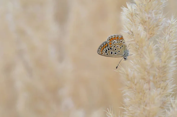 Pastellschmetterling Polyommatus Icarus Gemeiner Blauer Schmetterling Kleiner Schmetterling Blau Und — Stockfoto